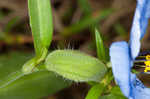 Whitemouth dayflower 